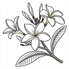 jasmine-vector-
