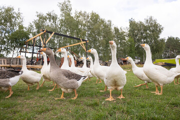 Stado gęsi na wiejskim podwórku – hodowla drobiu na farmie © Ignacy