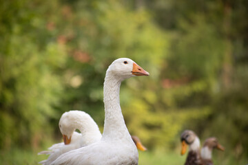 gęsi na wiejskim podwórku – hodowla drobiu na farmie © Ignacy