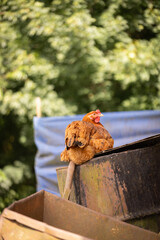 kura hodowlana w gospodarstwie wiejskim  © Ignacy