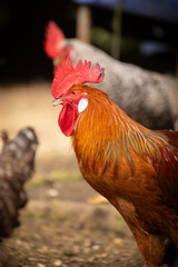 Kogut spacerujący po wiejskim gospodarstwie © Ignacy