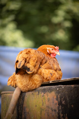 kura hodowlana w gospodarstwie wiejskim  © Ignacy