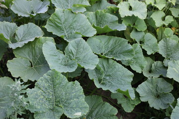 green leaves in a garden
