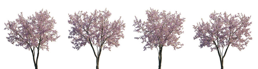A high-resolution image of four blooming cherry trees with pink flowers, isolated on a transparent background. Perfect for spring-themed designs, landscape projects, or botanical illustrations