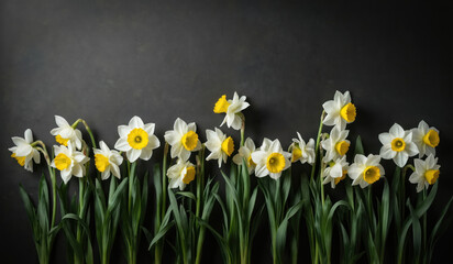 Fototapeta premium Collection of white, yellow daffodils arranged against dark background. Spring flowers feature prominent yellow centers surrounded by delicate white petals. Long green stems, leaves create natural,