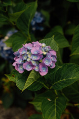 hydrangea flowers with blue center, pink outer petals