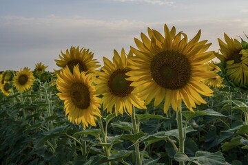 Sunflower field with bright yellow blooms in rows under a blue sky. Scenic rural summer landscape...