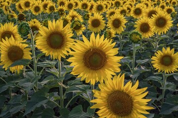 A huge field of sunflowers in full bloom at sunset: golden flowers with green stems under a pastel...