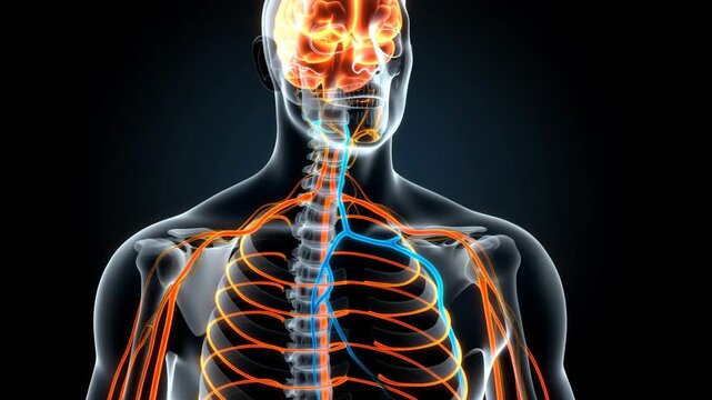 Upper body muscles and vascular system in motion animation