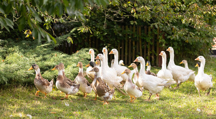 Stado gęsi na wiejskim podwórku – hodowla drobiu na farmie © Ignacy