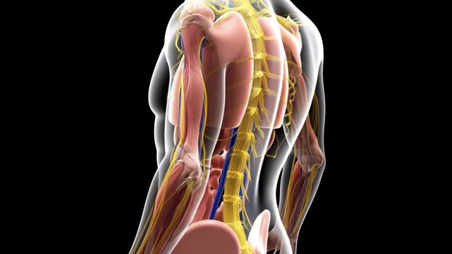 A close-up of a human torso showing internal organs, muscles, nerves