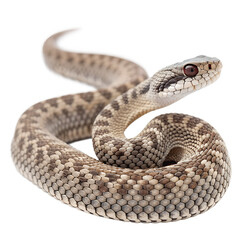 Fototapeta premium A close-up of a light brown and cream patterned snake with smooth scales and a slender body. The snake is coiled and facing forward against a black background.
