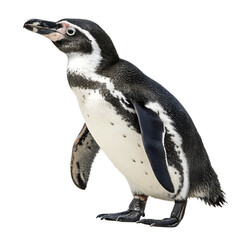 Obraz premium A close-up of a Humboldt penguin standing on a black background. The penguin has a distinctive black and white plumage with a light pink patch on its face.