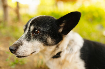 A striking close-up of a black and white dog highlighting its expressive features in a lush green setting.