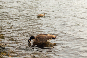 Canadian Goose and duck in water at Greenlake, Seattle, Washington