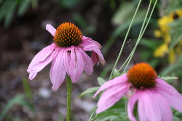 bee on a flower