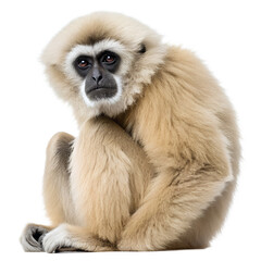 Fototapeta premium A solitary gibbon sits in a relaxed position. The gibbon has light beige fur and a distinct facial structure with dark eyes and a small mouth.