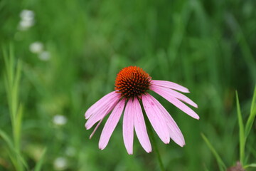 Purple Coneflower at Kalamazoo Nature Center