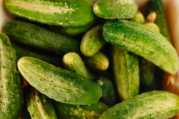 A vibrant collection of fresh cucumbers, perfect for salads and pickling, showcasing their natural green beauty.
