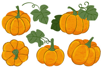Vector set of watercolor pumpkins. Autumn illustration. Fall seasonal vintage print vegetables design elements