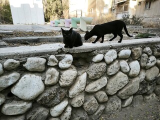 sheep on the farm