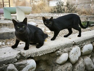 black and white cat