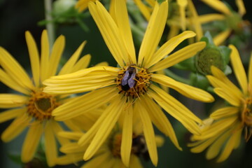 yellow flower in the garden