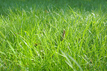 green grass