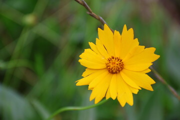 yellow flower in the garden