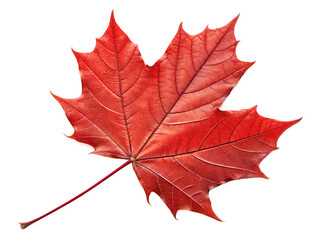 red sugar maple leaf leaves plant  on AI generated by PNG