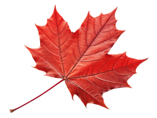red sugar maple leaf leaves plant  on AI generated by PNG