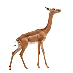 Fototapeta premium Gerenuk antelope isolated on transparent background