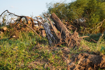 Close-up of a weathered tree stump and dry branches lying on grassy ground in warm sunlight, depicting rural nature and deforestation.