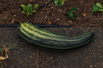 zucchini in the garden