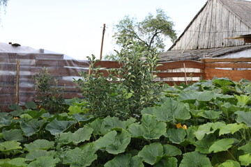 greenhouse with vegetables