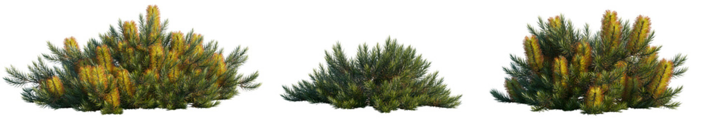 Set of Banksia spinulosa 'Cherry Candles' flowering shrubs isolated on transparent background, ornamental evergreen bushes with yellow-red flowers, native Australian plant for garden design  © roshch.a