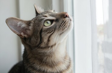 Domestic cat with expressive green eyes gazes upward from windowsill. Close-up portrait tabby cat fur texture, facial features against soft background. Feline appears curious, alert, with cute,