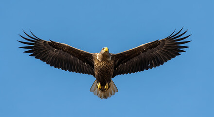 Majestic Eagle in Flight Against Clear Blue Sky with Wings Spread Wide and Detailed Feathers