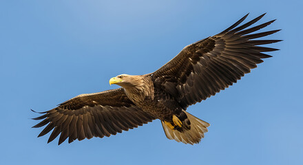 Majestic Eagle in Flight Against Clear Blue Sky with Wings Spread Wide and Detailed Feathers