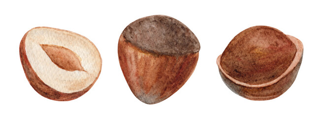Watercolor hazelnut set on white background. Hand drawn nut illustration, design element.