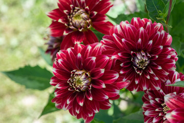Closeup of three beautiful red Dahlias.
A beautiful composition of three unique red dahlias, their petals elegantly tipped with white, photographed in their natural, tranquil garden environment.