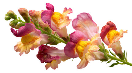 Snapdragon flower in bi color on wite background 