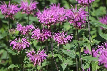 Monarda didyma. Scarlet beebalm, wild bergamot in garden.