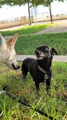 two dogs playing