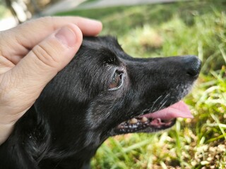 dog in a hand