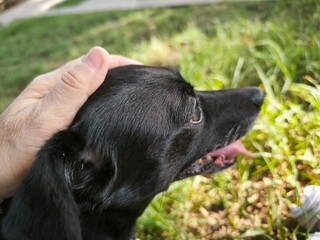 black labrador retriever