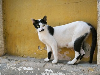 cat on a window sill