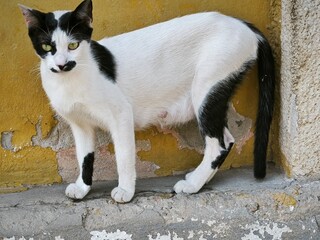 black and white cat