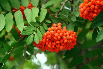 Close-Up of Bright Orange Rowan Berries Hanging Among Lush Green Leaves in Late Summer