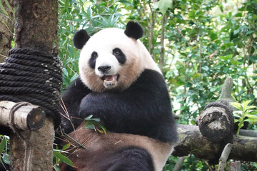 Sweet Female, Mei Lan, aka Rou Rou, Panda Paradise, China